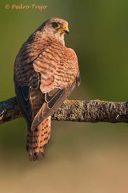 Cernicalo primilla  (Falco naumanni)